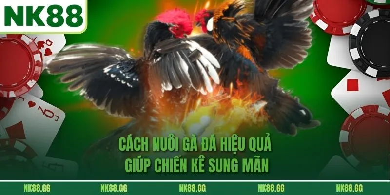 Cách Nuôi Gà Đá Hiệu Quả Giúp Chiến Kê Sung Mãn