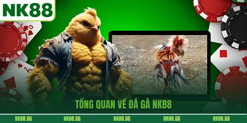Đôi nét về đá gà NK88
